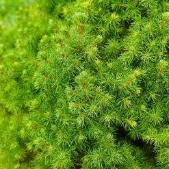Dwarf Alberta Spruce -Green Yard Plant Store Dwarf ALberta ALberta Spruce 6