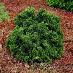 Dwarf Hinoki Cypress Shrub -Green Yard Plant Store Dwarf Hinoki Cypress 1