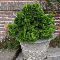 Dwarf Hinoki Cypress Shrub -Green Yard Plant Store Dwarf Hinoki Cypress 2