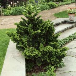 Dwarf Hinoki Cypress Shrub -Green Yard Plant Store Dwarf Hinoki Cypress 3