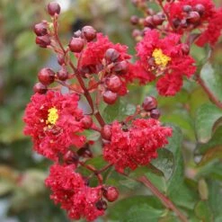 Dynamite Crape Myrtle -Green Yard Plant Store Dynamite Crape Myrtle 2 FGT