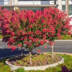 Dynamite Crape Myrtle -Green Yard Plant Store Dynamite Crape Myrtle single trunk