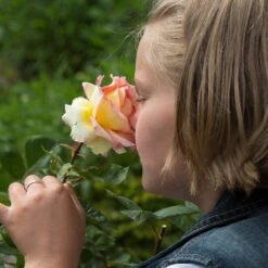 Euphoria® Rose Shrub 7 Euphoria® Rose Shrub -Green Yard Plant Store EUphoria Rose Tree 1