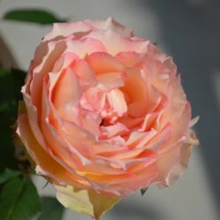 Euphoria® Rose Shrub 8 Euphoria® Rose Shrub -Green Yard Plant Store EUphoria Rose Tree 2