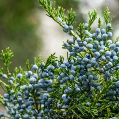Eastern Red Cedar Tree -Green Yard Plant Store Eastern Red Cedar 2 FGT