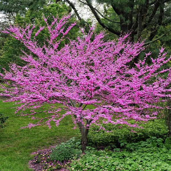 Eastern Redbud 1 Eastern Redbud