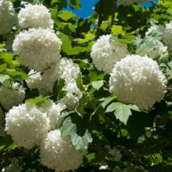 Eastern Snowball Bush -Green Yard Plant Store Eastern Snowball 3 FGT