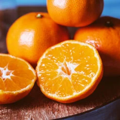 EasyPeel Clementine Tree 6 EasyPeel Clementine Tree -Green Yard Plant Store Easy Peel Clementine 4 FGT