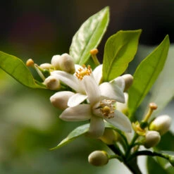 EasyPeel Clementine Tree 7 EasyPeel Clementine Tree -Green Yard Plant Store Easy Peel Clementine 5