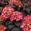 Eclipse® Bigleaf Hydrangea