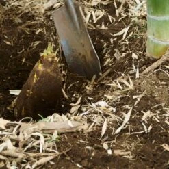 Edible Bamboo Plant -Green Yard Plant Store Edible Bamboo 5 FGT