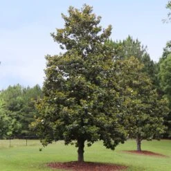 Edith Bogue Magnolia -Green Yard Plant Store Edith Bogue magnolia 1