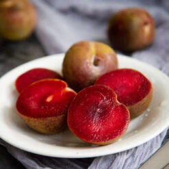 Elephant Heart Plum Tree -Green Yard Plant Store Elephant Heart Plum 1