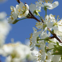 Elephant Heart Plum Tree -Green Yard Plant Store Elephant Heart Plum 2