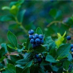 Elliot Blueberry Bush -Green Yard Plant Store Elliot Blueberry 450 D1