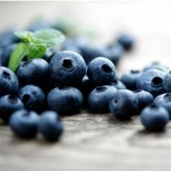 Elliot Blueberry Bush -Green Yard Plant Store Elliot Blueberry 450 D2