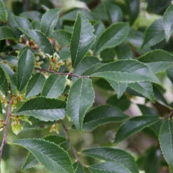 Emerald Flair Elm Tree 6 Emerald Flair Elm Tree -Green Yard Plant Store Emerald Flair 2