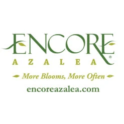 Autumn Debutante® Encore® Azalea -Green Yard Plant Store Encore Logo 1000x1000 c29f00dd 100e 4ccb 98e4 22e187bc4aca