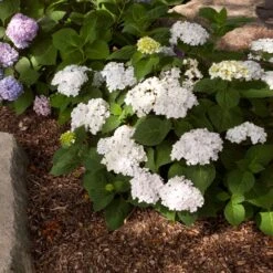 Endless Summer® Blushing Bride Bigleaf Hydrangea Shrub -Green Yard Plant Store Endless Summer Blushing Bride 2