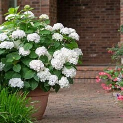 Endless Summer® Blushing Bride Bigleaf Hydrangea Shrub -Green Yard Plant Store Endless Summer Blushing Bride 3 FGT