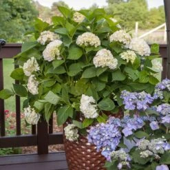 Endless Summer® Blushing Bride Bigleaf Hydrangea Shrub -Green Yard Plant Store Endless Summer Blushing Bride 5