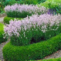 English Boxwood Shrub -Green Yard Plant Store English Boxwood 4