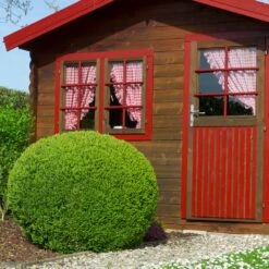 English Boxwood Shrub -Green Yard Plant Store English Boxwood 6 FGT