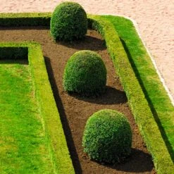 English Boxwood Shrub -Green Yard Plant Store English Boxwood 7