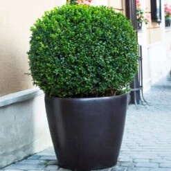 English Boxwood Shrub -Green Yard Plant Store English Boxwood 9 FGT