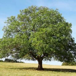 English Walnut Tree -Green Yard Plant Store English Carpathian Walnut 4 FGT