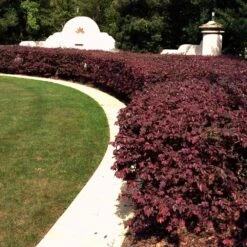 'Ever Red' Loropetalum 7 'Ever Red' Loropetalum -Green Yard Plant Store Ever Red Lorepetalum 3