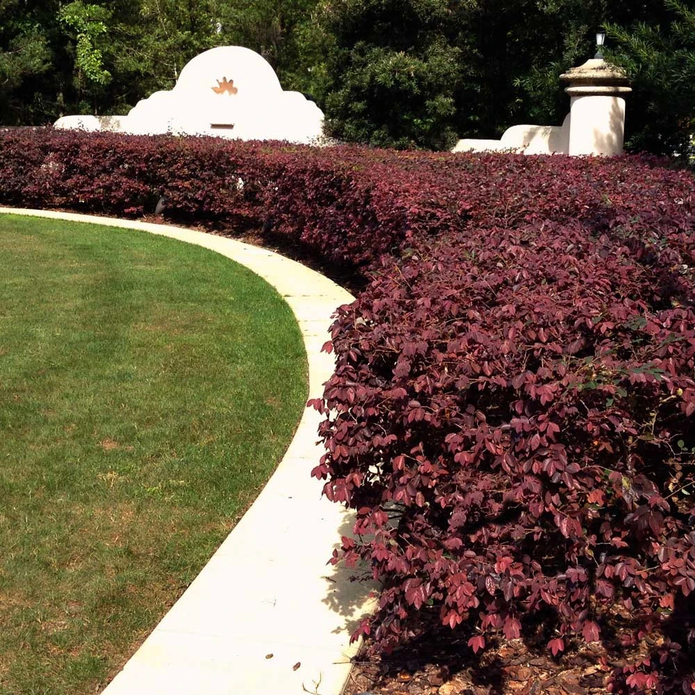 'Ever Red' Loropetalum 3 'Ever Red' Loropetalum - Image 3