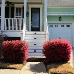 'Ever Red' Loropetalum 9 'Ever Red' Loropetalum -Green Yard Plant Store Ever Red Lorepetalum 4