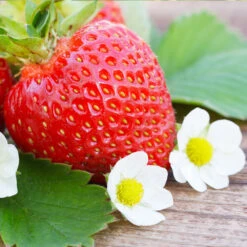 Everbearing Strawberry - USDA Organic -Green Yard Plant Store Everbearing Strawberry 3 FGT d3338e88 8339 4e56 9059 0189b64ead59