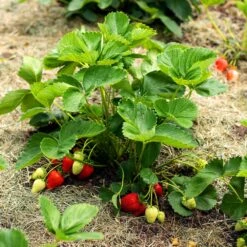 Everbearing Strawberry -Green Yard Plant Store Everbearing Strawberry 5 FGT