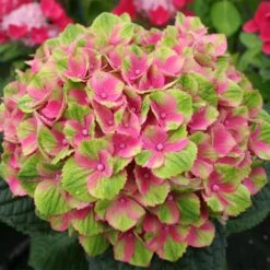 Everlasting® Amethyst Hydrangea Shrub 5 Everlasting® Amethyst Hydrangea Shrub -Green Yard Plant Store Everlasting Amethyst Hydrangea 2