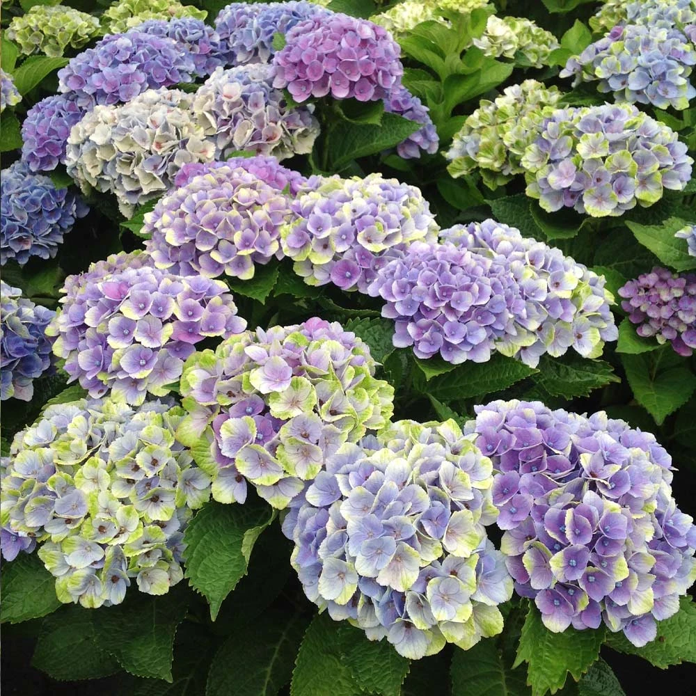 Everlasting® Amethyst Hydrangea Shrub 1 Everlasting® Amethyst Hydrangea Shrub