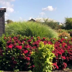 Everlasting® Crimson Ruby Hydrangea Shrub -Green Yard Plant Store Everlasting Crimson Ruby 1