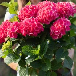 Everlasting® Crimson Ruby Hydrangea Shrub -Green Yard Plant Store Everlasting Crimson Ruby 4
