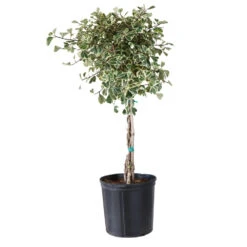 Variegated Ficus Triangularis Tree -Green Yard Plant Store FIC TRT 34 3 BRD
