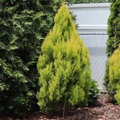 Forever Goldy™ Arborvitae Tree -Green Yard Plant Store FOrever GOldie 2