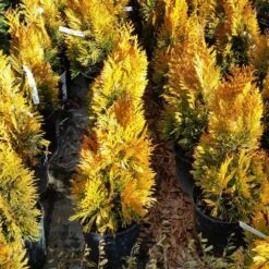Forever Goldy™ Arborvitae Tree -Green Yard Plant Store FOrever GOldy 3