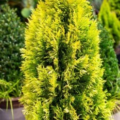 Forever Goldy™ Arborvitae Tree -Green Yard Plant Store FOrever GOldy 4