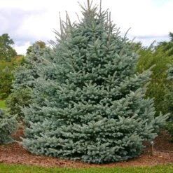 Fat Albert Colorado Blue Spruce -Green Yard Plant Store Fat albert Blue Spruce 1