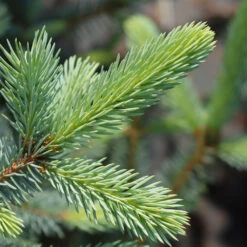 Fat Albert Colorado Blue Spruce -Green Yard Plant Store Fat albert Blue Spruce 2
