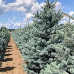 Fat Albert Colorado Blue Spruce -Green Yard Plant Store Fat albert Blue Spruce 5