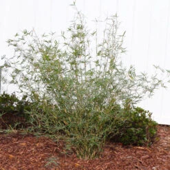 Fernleaf Bamboo 6 Fernleaf Bamboo -Green Yard Plant Store FernleafMultiplexBamboo 1