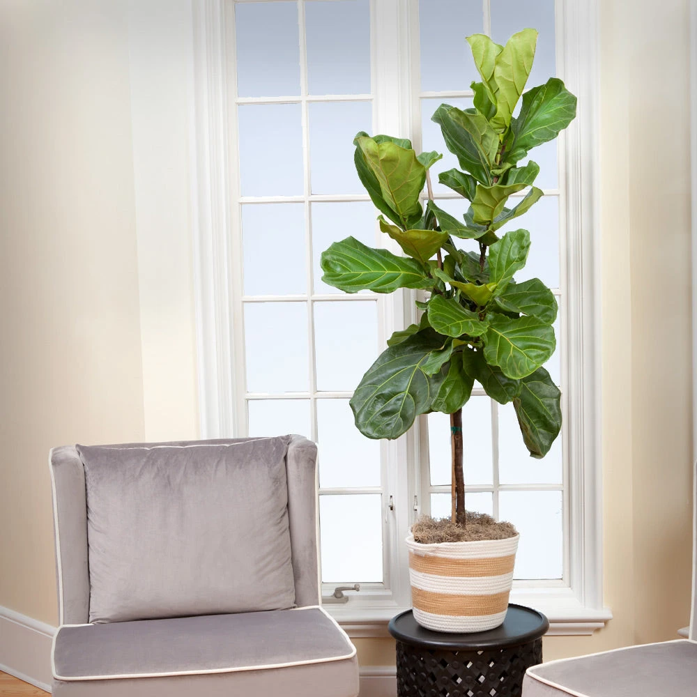 Monstera Deliciosa And Fiddle Leaf Fig Combo 4 Monstera Deliciosa And Fiddle Leaf Fig Combo - Image 4
