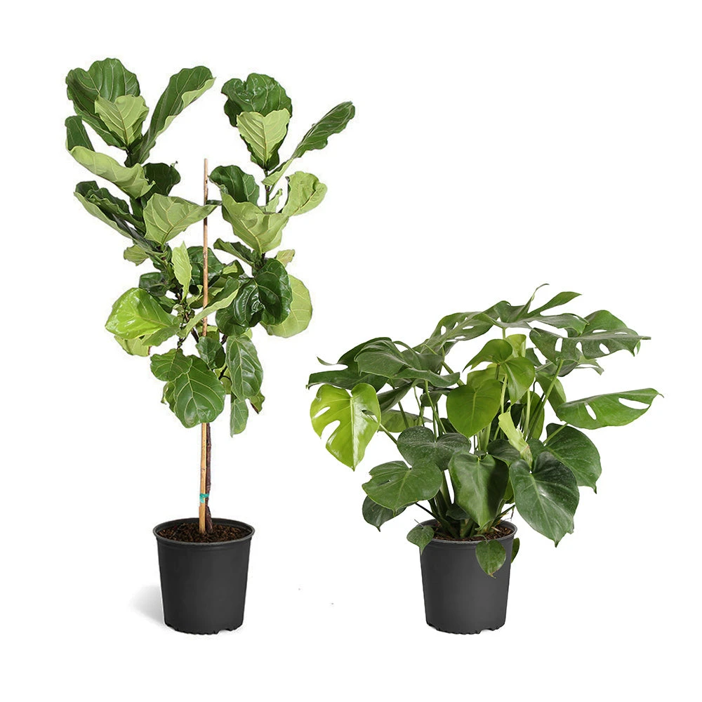 Monstera Deliciosa And Fiddle Leaf Fig Combo 2 Monstera Deliciosa And Fiddle Leaf Fig Combo - Image 2