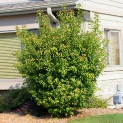 Flame Amur Maple -Green Yard Plant Store Flame Amur 2